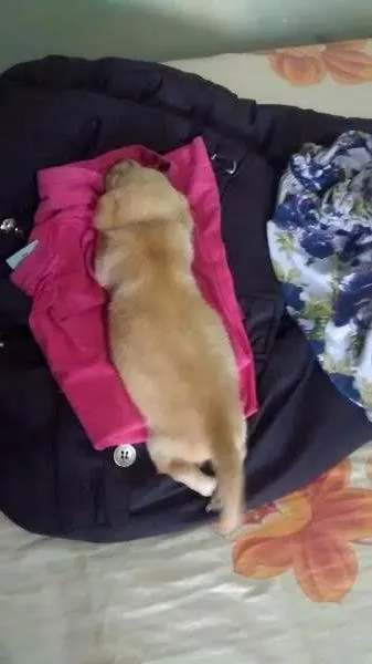 Cachorro ra a  idade 7 a 11 meses nome Bernardo