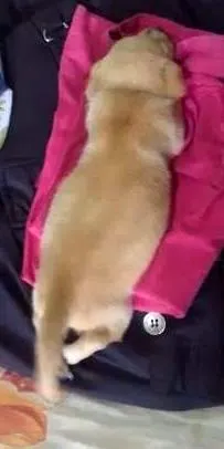 Cachorro raça  idade 7 a 11 meses nome Bernardo