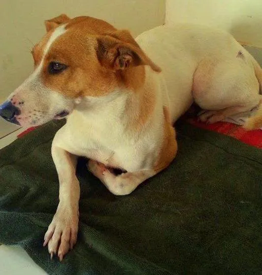 Cachorro ra a Vira-Lata idade 1 ano nome Shiva