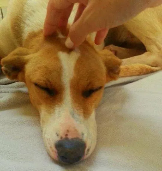 Cachorro ra a Vira-Lata idade 1 ano nome Shiva