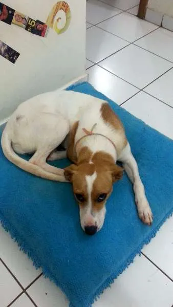 Cachorro ra a Vira-Lata idade 1 ano nome Shiva
