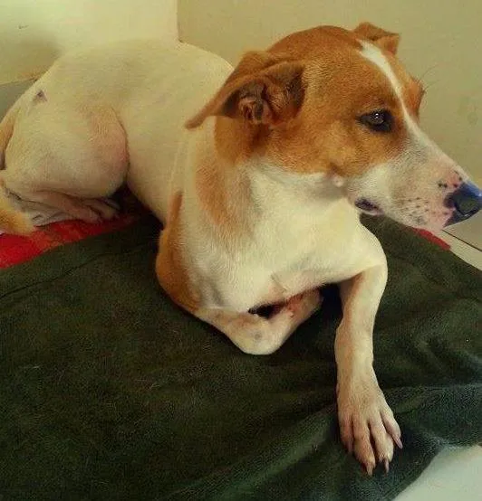 Cachorro ra a Vira-Lata idade 1 ano nome Shiva