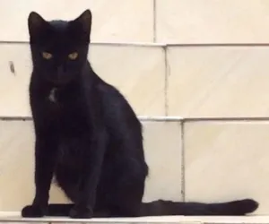 Gato raça Não tem  idade 1 ano nome Não tem 