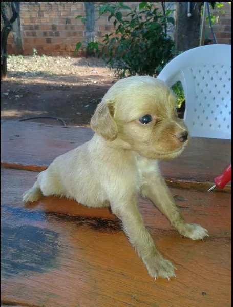 Cachorro ra a sem raça idade Abaixo de 2 meses nome Sem nome