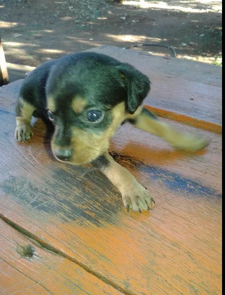 Cachorro ra a sem raça idade Abaixo de 2 meses nome Sem nome