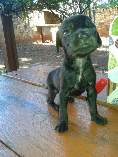 Cachorro ra a sem raça idade Abaixo de 2 meses nome Sem nome