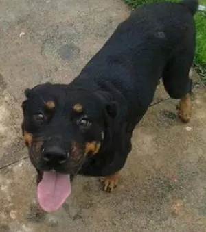 Cachorro raça HOTWALLER idade 6 ou mais anos nome BEBÊ