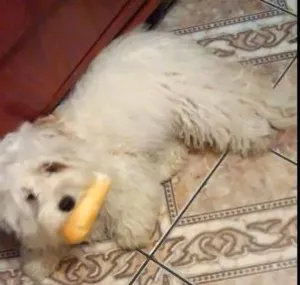 Cachorro raça ilhasa apso idade 1 ano nome Emy
