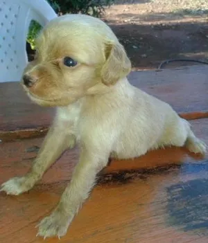 Cachorro raça sem raça idade Abaixo de 2 meses nome Sem nome