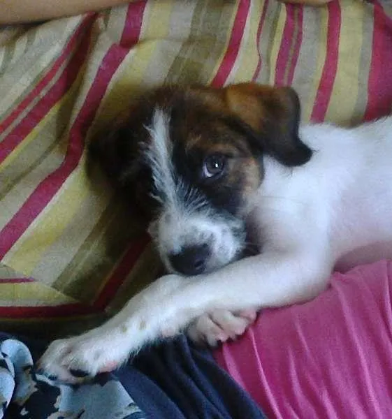 Cachorro ra a viralata idade 7 a 11 meses nome betove 