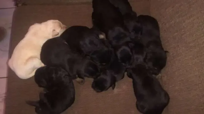 Cachorro raça SRD idade Abaixo de 2 meses nome Sem nome