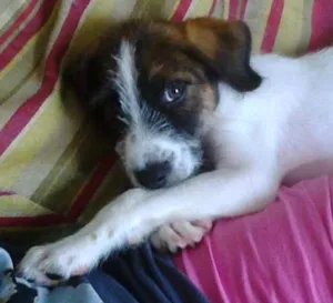 Cachorro raça viralata idade 7 a 11 meses nome betove 