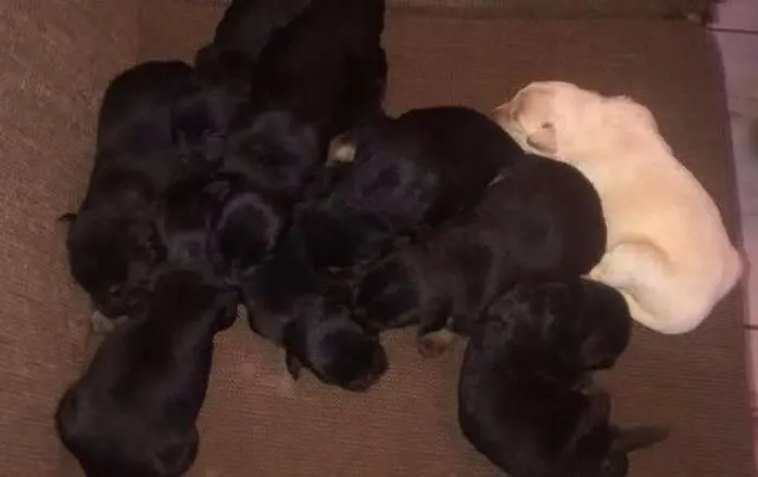 Cachorro raça SRD idade Abaixo de 2 meses nome Sem nome