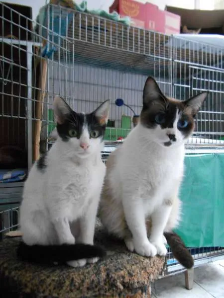 Gato ra a SRD idade 7 a 11 meses nome Julia e Cora