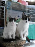 Julia e Cora
