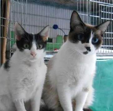 Gato ra a SRD idade 7 a 11 meses nome Julia e Cora