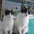 Julia e Cora