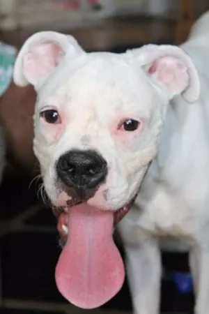 Cachorro raça Boxer idade 7 a 11 meses nome Nildo
