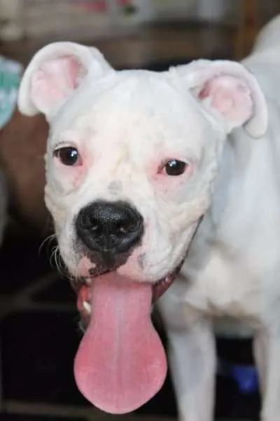 Cachorro ra a Boxer idade 7 a 11 meses nome Nildo