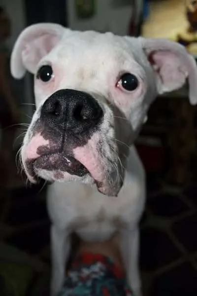 Cachorro ra a Boxer idade 7 a 11 meses nome Nildo