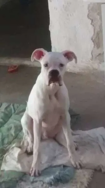 Cachorro ra a Boxer idade 7 a 11 meses nome Nildo