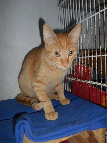 Gato ra a SRD idade 2 a 6 meses nome Mirella e Pietra
