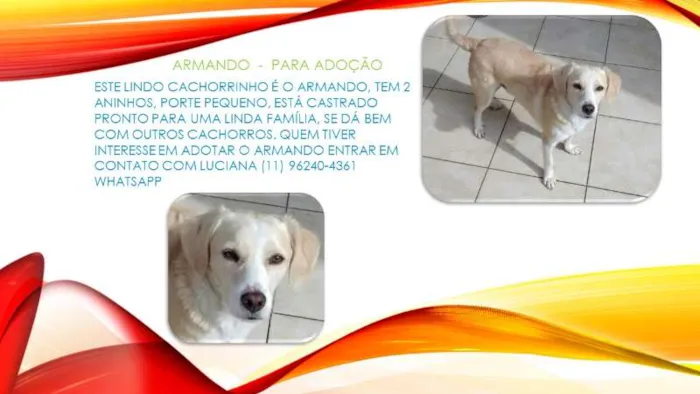 Cachorro ra a SRD idade 2 anos nome Armando