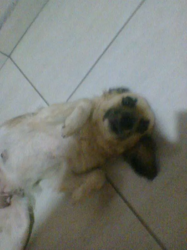 Cachorro ra a misturado idade 3 anos nome Jolie