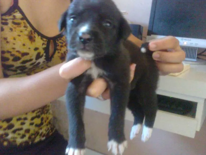 Cachorro raça pequena idade Abaixo de 2 meses nome sem nome