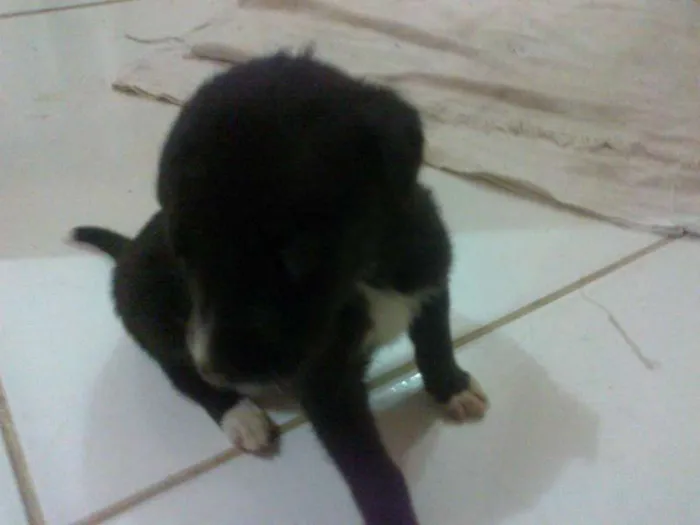 Cachorro raça pequena idade Abaixo de 2 meses nome sem nome