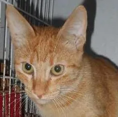 Gato ra a SRD idade 2 a 6 meses nome Mirella e Pietra