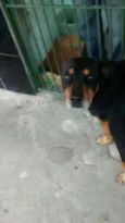 REX