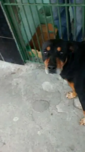 Cachorro ra a Rottweiler idade 3 anos nome REX