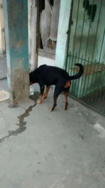 Cachorro ra a Rottweiler idade 3 anos nome REX