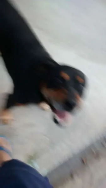 Cachorro ra a Rottweiler idade 3 anos nome REX