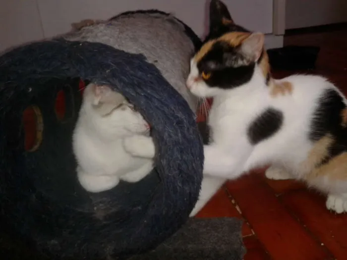 Gato ra a SRD idade 2 a 6 meses nome marylin&elis