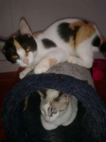 Gato ra a SRD idade 2 a 6 meses nome marylin&elis