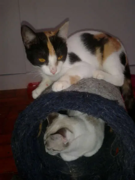 Gato ra a SRD idade 2 a 6 meses nome marylin&elis