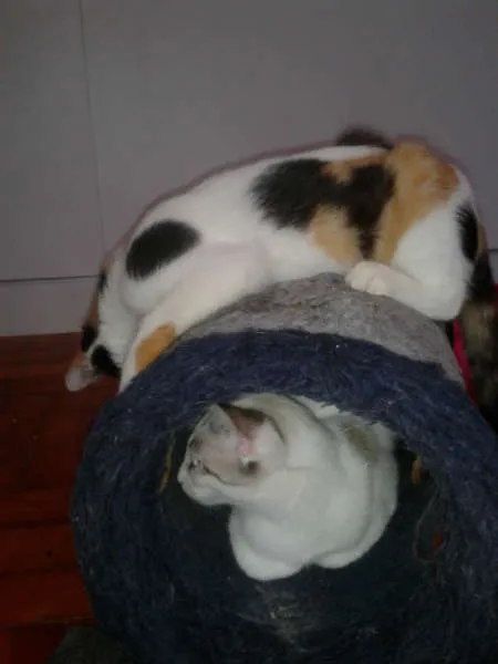 Gato ra a SRD idade 2 a 6 meses nome marylin&elis