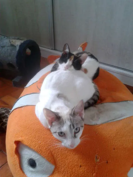 Gato ra a SRD idade 2 a 6 meses nome marylin&elis