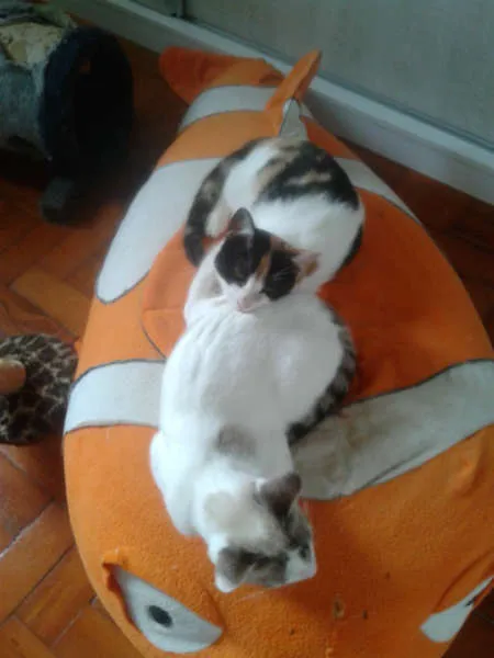 Gato ra a SRD idade 2 a 6 meses nome marylin&elis