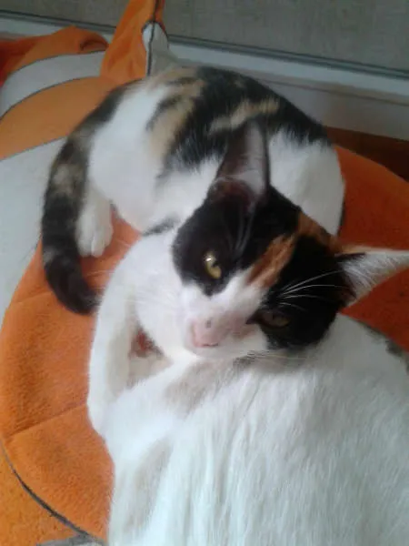 Gato ra a SRD idade 2 a 6 meses nome marylin&elis