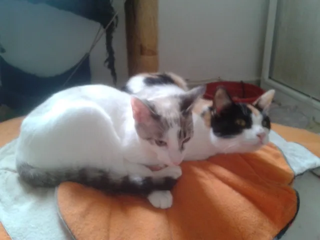 Gato ra a SRD idade 2 a 6 meses nome marylin&elis
