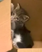 Gato raça NA idade Abaixo de 2 meses nome Antonio
