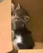 Gato raça NA idade Abaixo de 2 meses nome Antonio