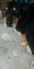 REX