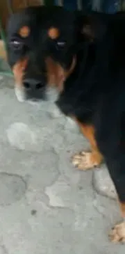 Cachorro ra a Rottweiler idade 3 anos nome REX
