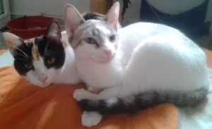 Gato raça SRD idade 2 a 6 meses nome marylin&elis