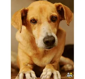 Cachorro raça SRD idade 6 ou mais anos nome Alecrim