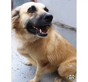 Cachorro raça SRD idade 3 anos nome Alfredo